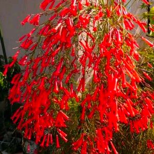 Red Blossoms Of A Fire Cracer Russelia Plant