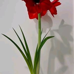 Classic Red Lily Flower Plant