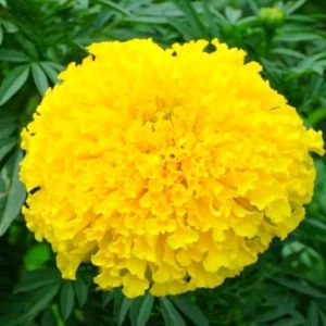 Yellow Marigold Seeds. 50 Seeds Per Pack