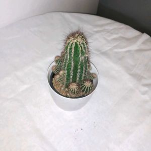 Hedgehog Cactus