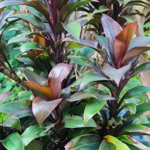 Cordyline Fruticosa Indoor Plant