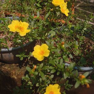 Moss-rose purslane Plant