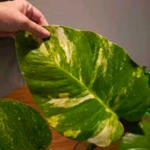 Live Big Size Leaf Magic Money Plant With Pot