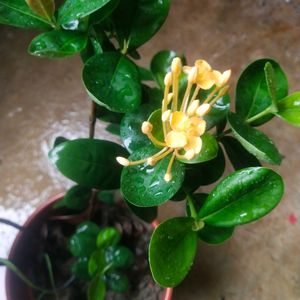 Beautiful Yellow Ixora ( Rangon ) Plant
