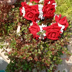 Red Roses Hand Gajrey