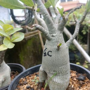 Adenium Arabicum Live Plant (Gc)