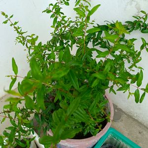 Anar (Pomegranate)Plant 🌱 Pack Of 1
