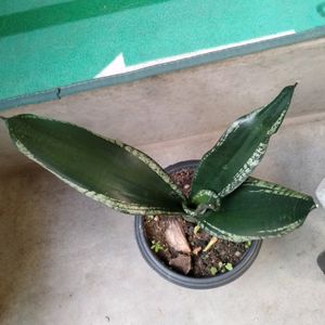 Air Purifying Sansevierias 6 Varities