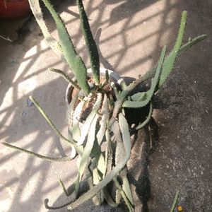 Cactus ( Full Pot)