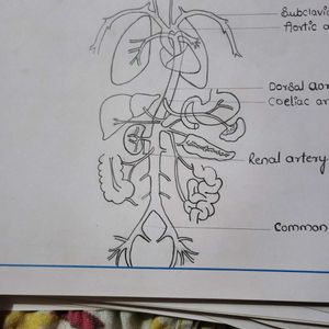 ZOOLOGY Record For Student