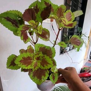 Set 2 Arrowhead & Coleus Plants & Pot