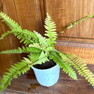 Golden Fern Rooted Live Plants