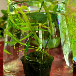 Aquarium Plants - Crypts