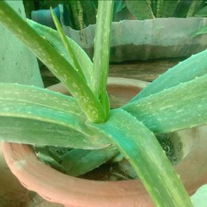 Fresh Aloevera Plants New Along With Pot