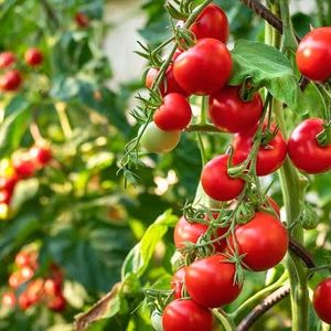 Tomato Seeds 500