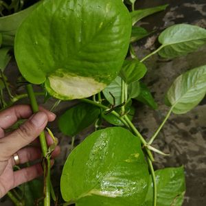 Marble Pothos, Lime Green