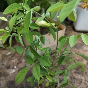 White Aprajita Plant With Roots