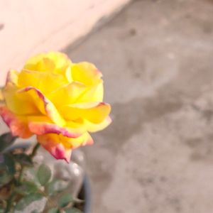 Grafted Rose Live Plant