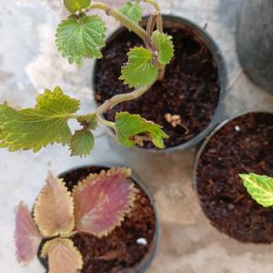 Coleus Live Plant