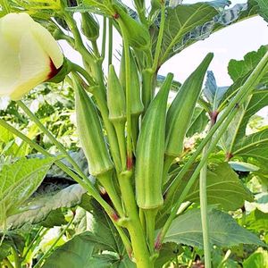 Okra Plant With Root(Bhindi)