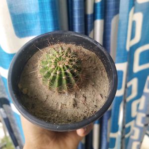 Price Drop -Cactus With Free Pot