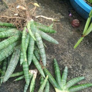 Live Cylinder Snake Plant Variety