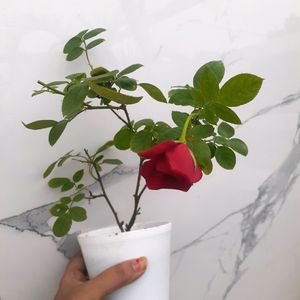 Red Rose In White Pot