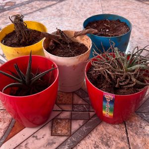 Plantation Plastic Pots