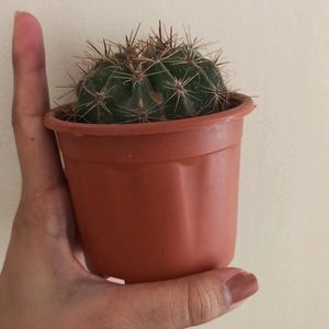 Cactus Plant With Brown Pot N Soil