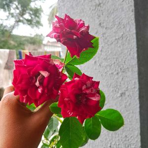 Pink Rose Plant