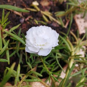 Ross Moss Plant With White Flowers