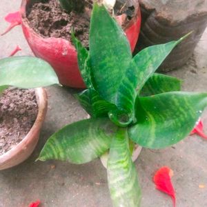 Mix 5 Variety Snake Airpurifying Plant With Root