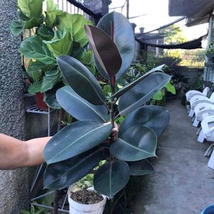 Rubber Plant (indoor & outdoor)