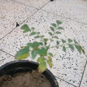 Curry Tree Or Meethi Neem Small Sapling