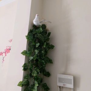 Elegant money plant vines