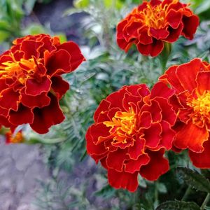 Flower Marigold Red And Orange Colour ( Seeds )