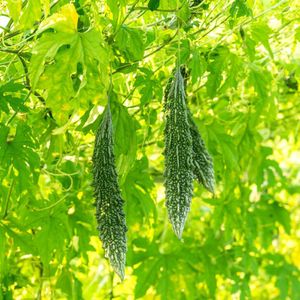 Bitter Gourd (Karela) Seeds Hybrid Long (करेला