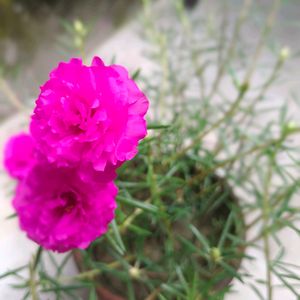 20🌸 Beautiful Pink Moss-rose purslane 🌸🌸