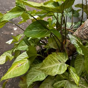 plants for sale syngonium