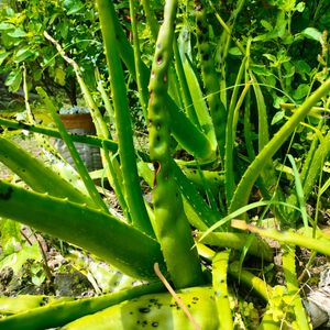 Natural Aloe vera Leaves (Not Plant)