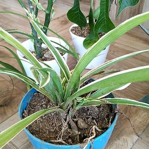 Live Plant In Sale Price With Pot