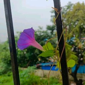 Morning Glory Mix Color High Quality Seeds