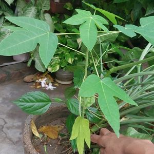 Papaya Plant