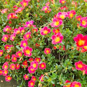 Pink Color Portulaca