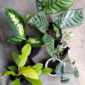 Six Varieties Plants Combo