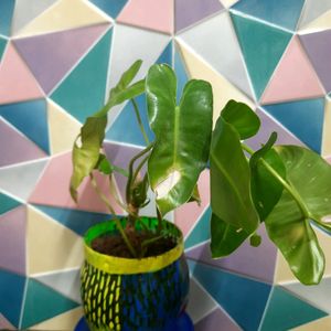 DIY Pot & Philodendron  Plant