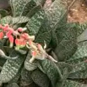 Its Sucuulent Gasteria Plant +ball Cactus