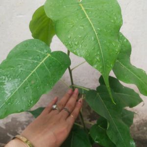 Combo Of 2 Plant Pipal + Jamun With Root