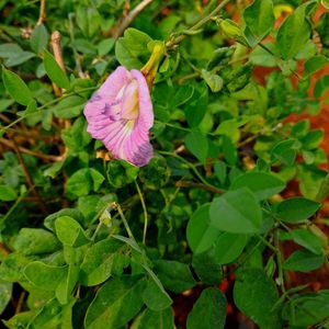 Combo Pink Gokarn And Yellow Shevanti