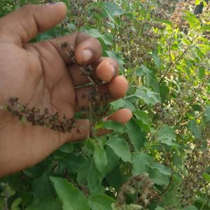 Tulsi Seeds